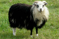 photo of listed lamb